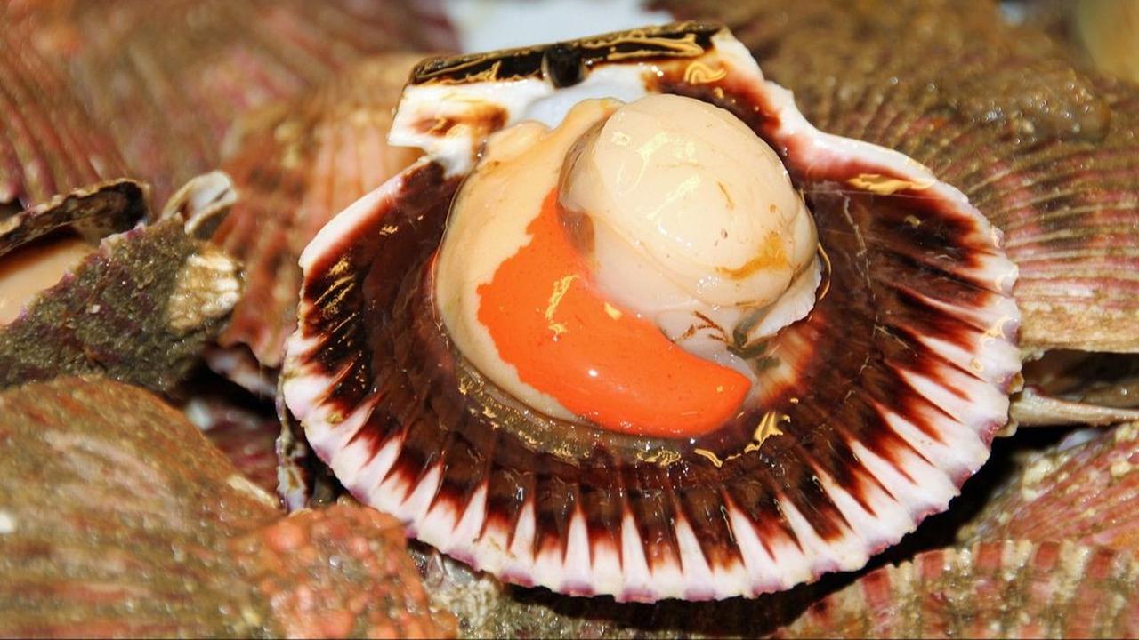 Manfaat Kerang Hijau