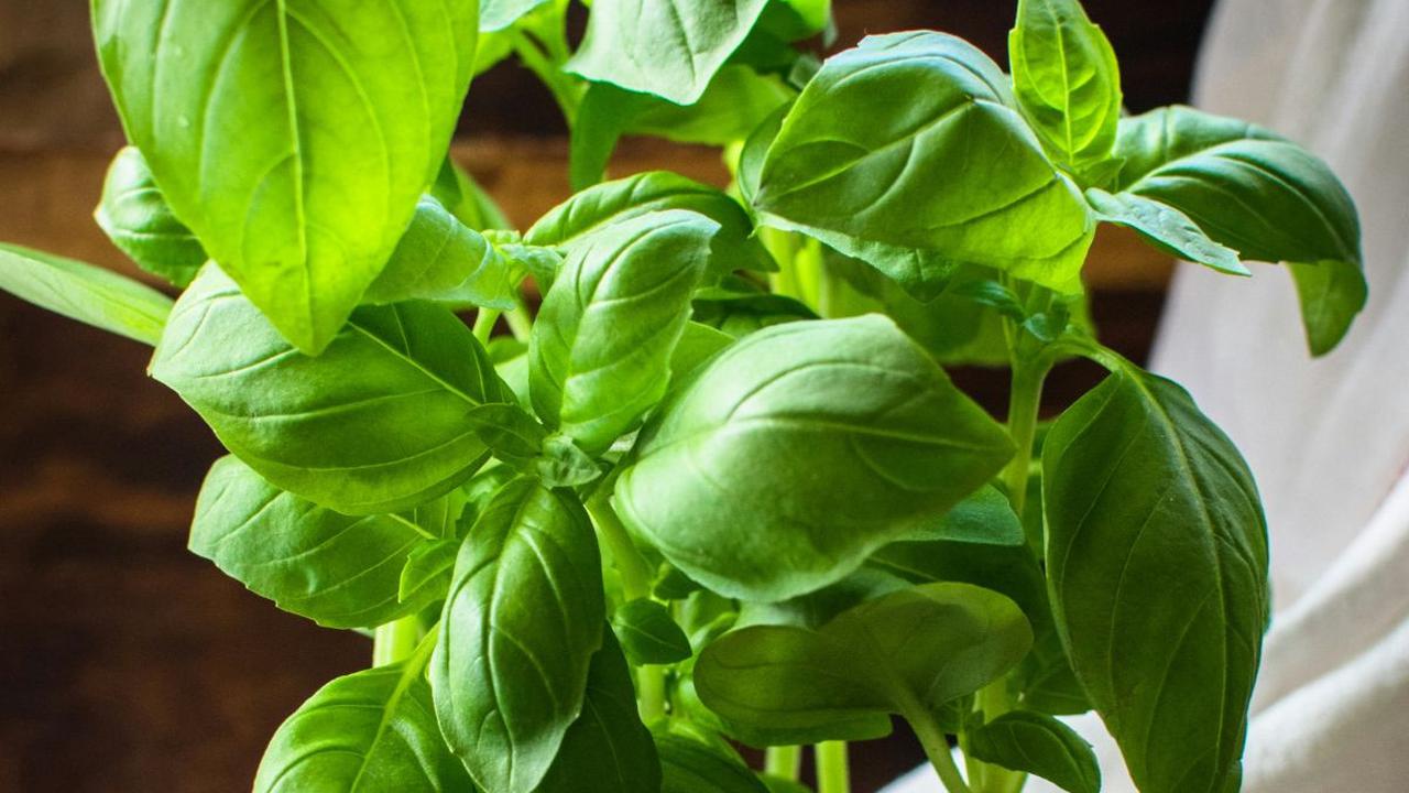 Cara Buat Air Rebusan 3 Daun untuk Redakan Asam Lambung Naik, Mudah Dijumpai di Sekitar Rumah