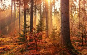 Autumn quotes to celebrate the beauty of the season. (Photo: Johannes Plenio/Unsplash)