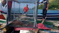 Salah satu lokasi budidaya lobster melalui karamba yang dikembangkan warga Suku Bajo di Pulau Nain, Sulut.