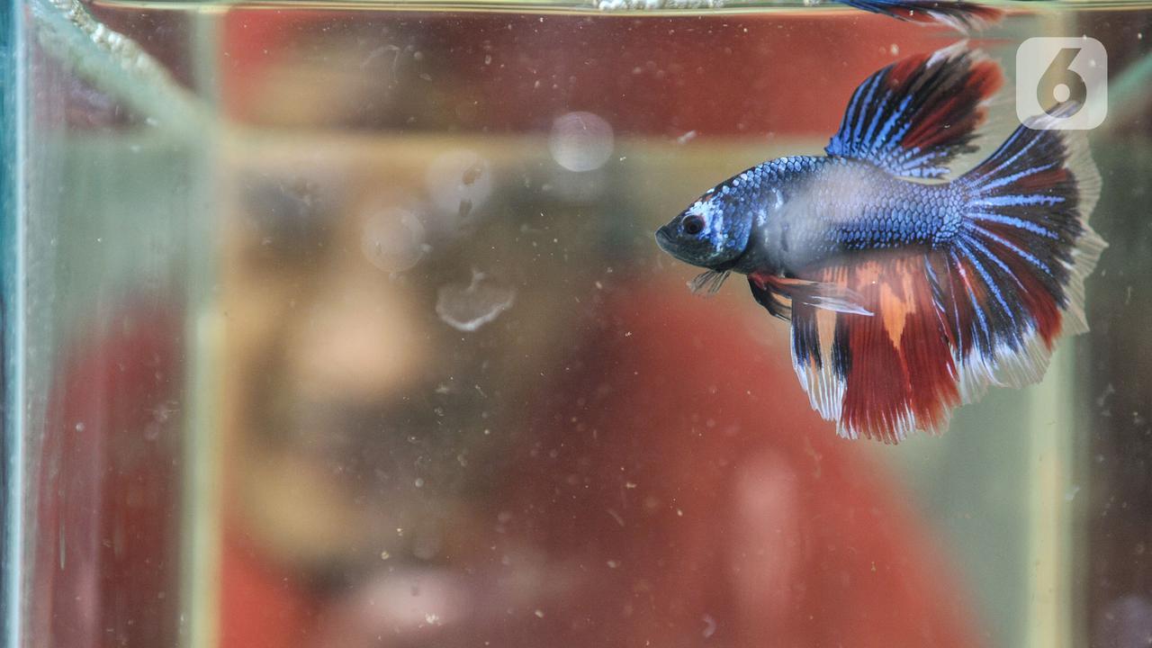 Bisnis Ikan Cupang Hias di Kala Pandemi