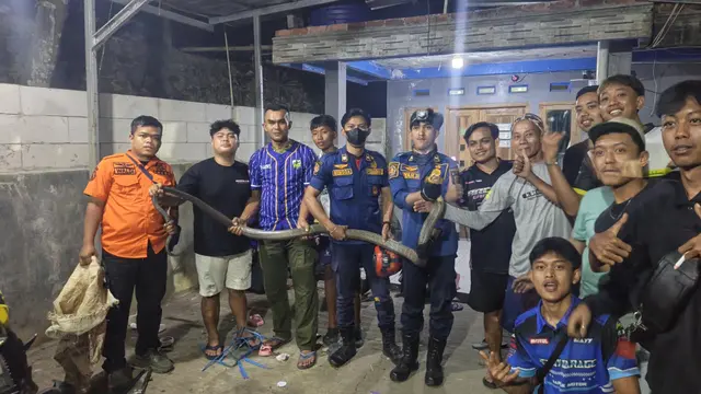Petugas damkar evakuasi kobra jatuh dari plafon rumah warga di Sukabumi. (Istimewa).