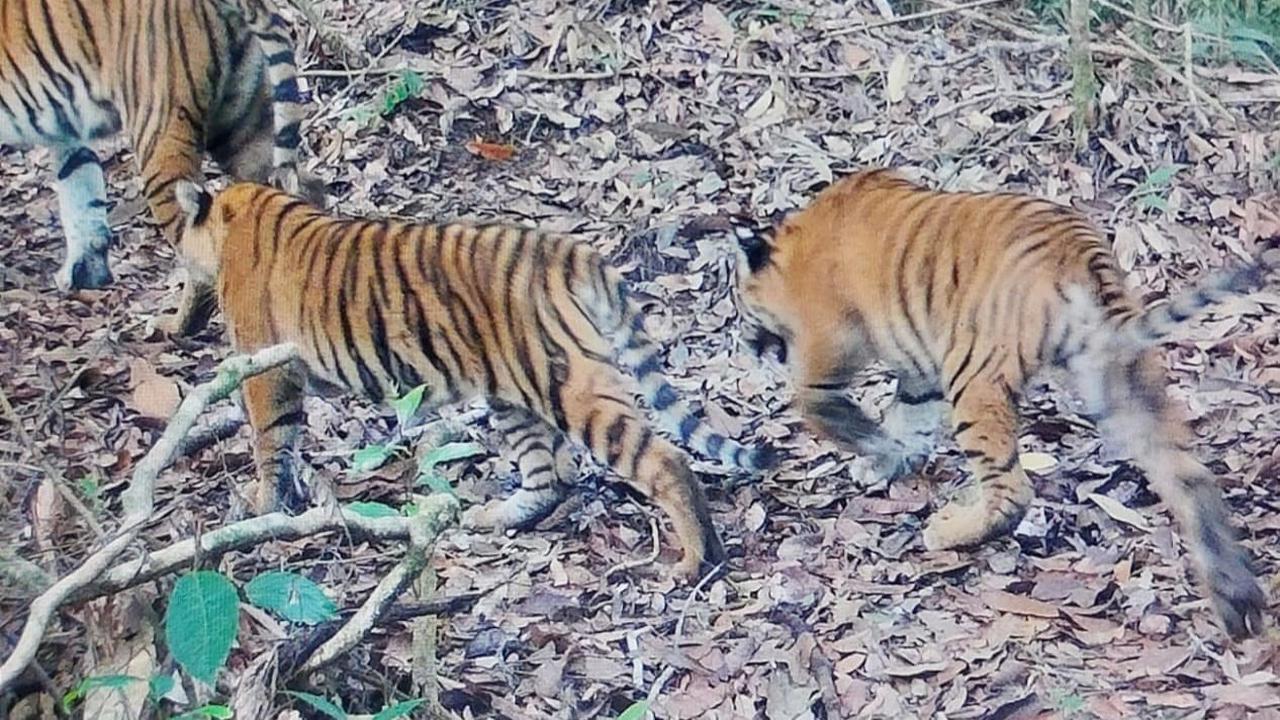 Dua Anak Harimau Sumatra yang Terekam 2025 Tumbuh Sehat di Kerinci