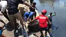 Petugas pemadam kebakaran bersama warga mengevakuasi seekor sapi yang tercebur ke Kali Mberok, Kota Semarang, Sabtu (10/8/2019). Diduga sapi tersebut kaget saat diteriaki anak-anak sehingga lepas kendali dan masuk sungai. (Lipuan6.com/Gholib)