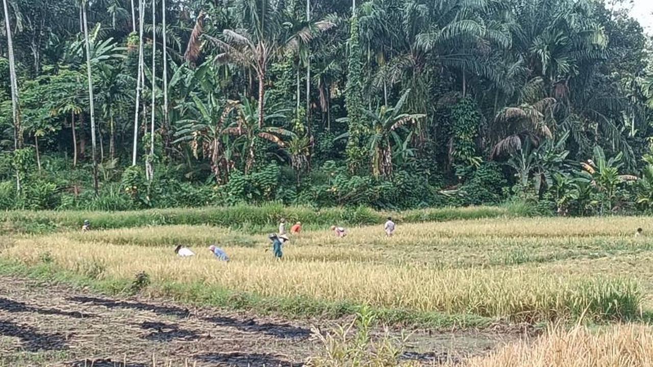 Pasaman Barat Perluas LP2B Jadi 7.275 Ha, Perkuat Ketahanan Pangan dan Lindungi Lahan Pertanian