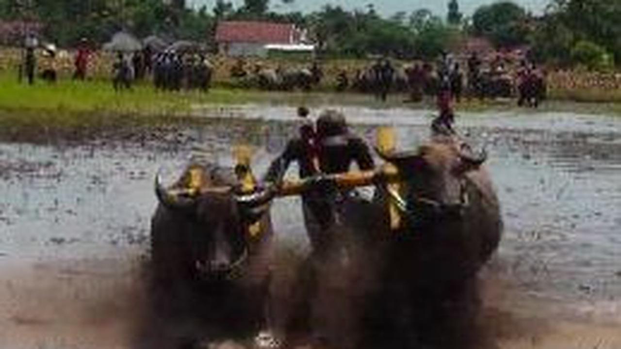 Serunya Kerapan Kerbau Tradisi Petani di Lumajang Jelang Masa Tanam