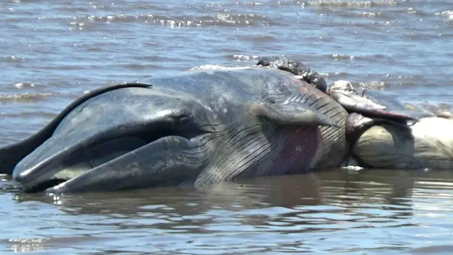 Paus Mati di Pesisir Pantai Tonga Probolinggo. (Liputan6.com/Dian Kurniawan)