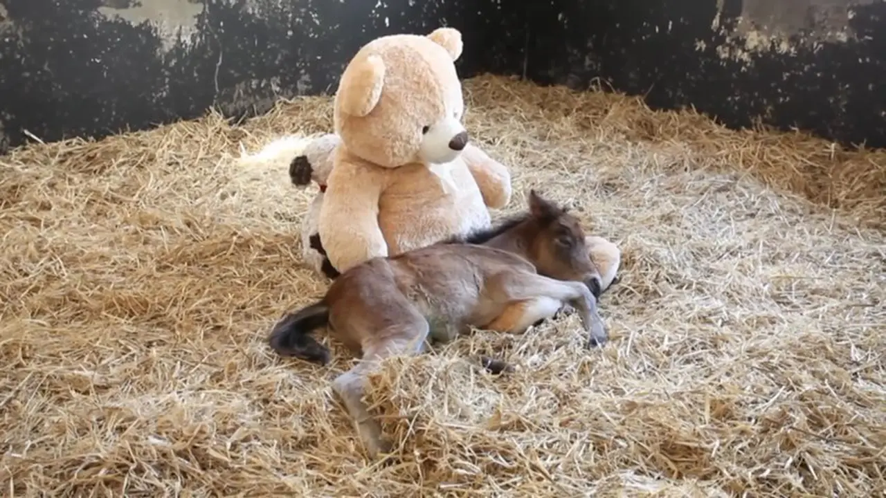 Boneka Untuk Menenangkan Anak Keledai 