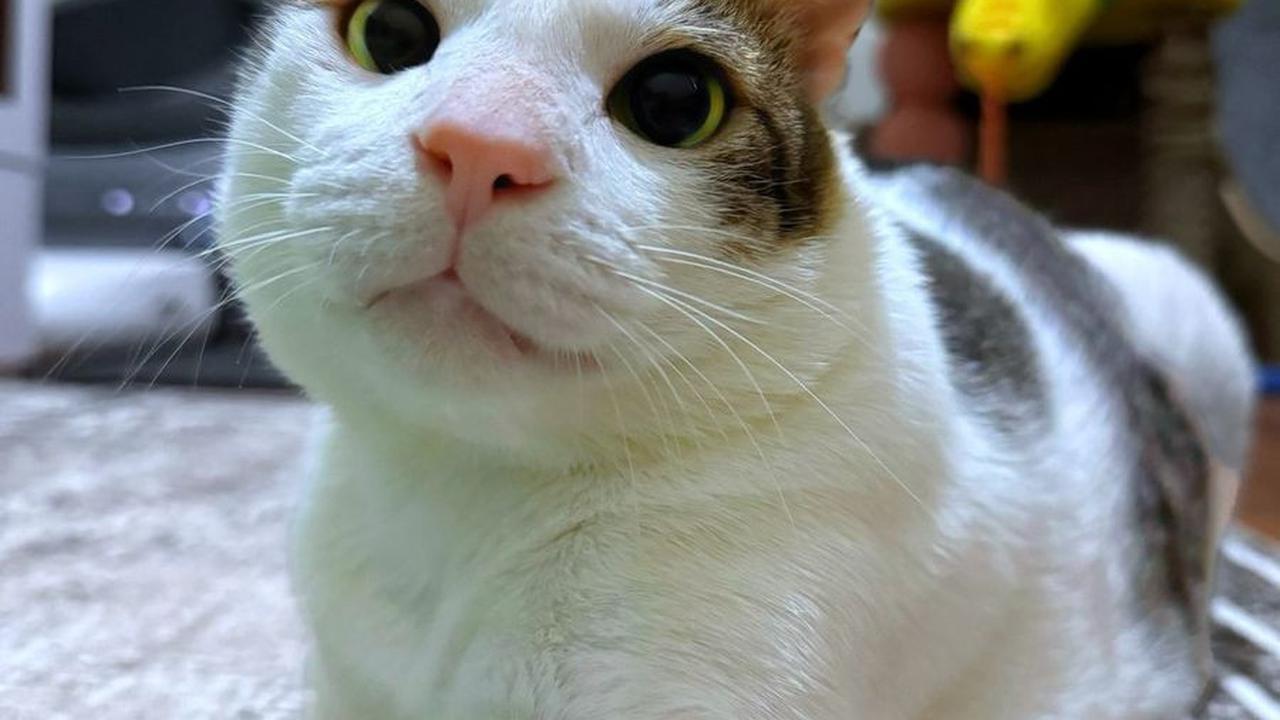8 Potret Imut Bobby Kertanegara, Disebut Tuan Muda karena Punya Kamar Sendiri di Istana Negara