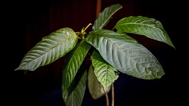 Tanaman kratom. (Dok KemenkopUKM)