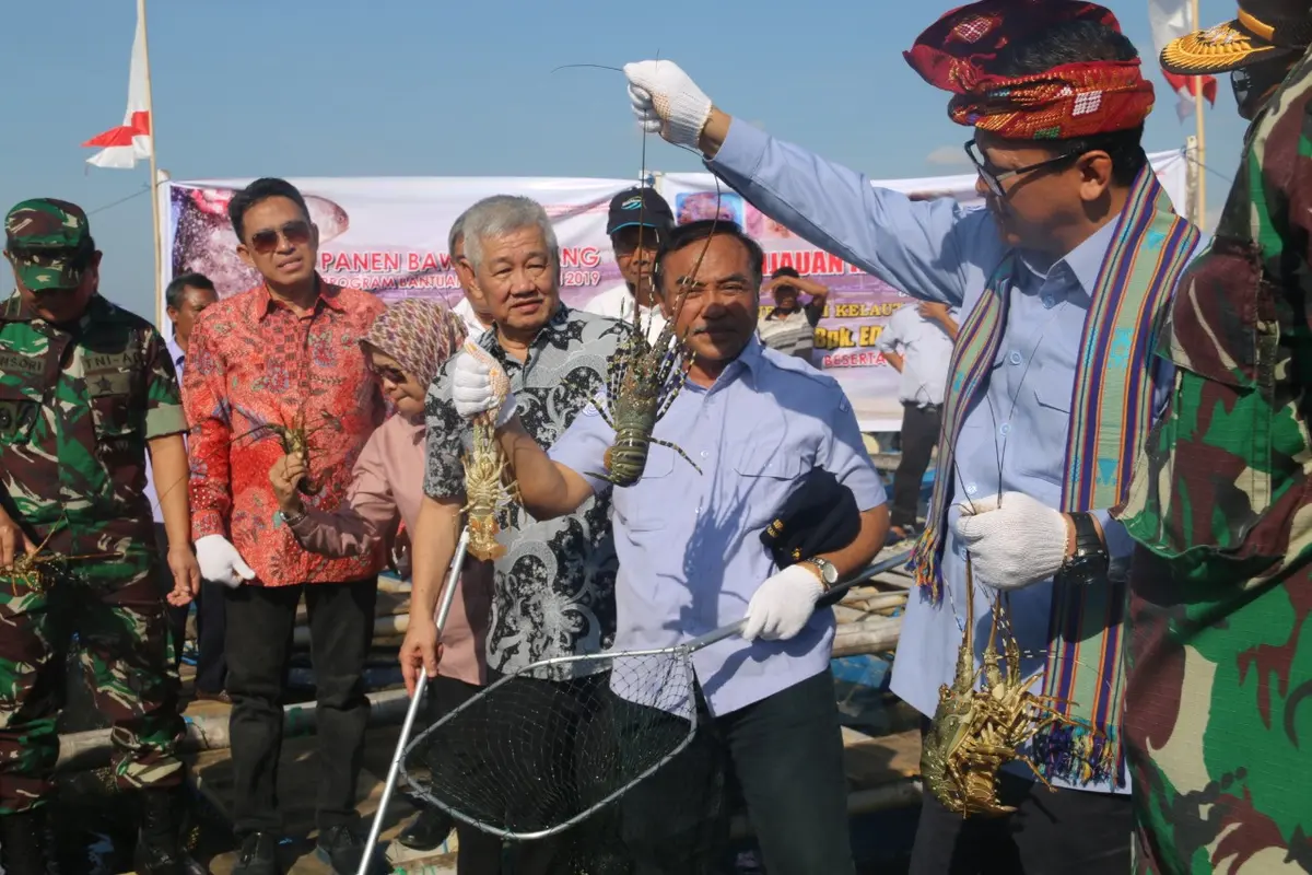 KKP terus kembangkan budidaya lobster dalam negeri