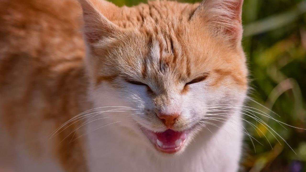 Gejala Hewan Terjangkit Rabies