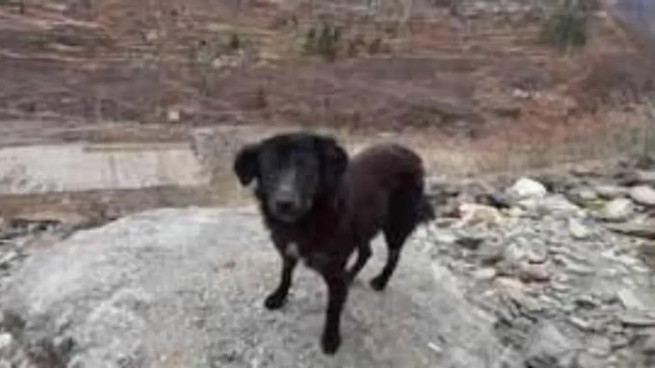 Kisah Anjing Setia Menunggu Pemiliknya yang Terjebak Banjir Bandang