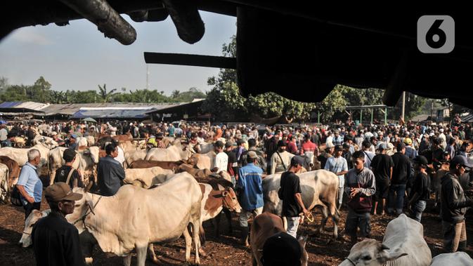 Suasana aktivitas jual beli hewan kurban di Pasar Hewan Jonggol, Kabupaten Bogor, Jawa Barat, Kamis (7/7/2022). Menjelang Idul Adha yang jatuh pada 10 Juli mendatang, pasar hewan terbesar se-Jabodetabek itu kian ramai dipadati oleh aktivitas jual beli hewan kurban seperti sapi, kerbau, dan domba. (merdeka.com/Iqbal S Nugroho)