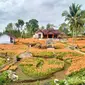 Tampak kebun bunga Amarilis yang sedang mekar dan berwarga merah muda menutupi tanah di Kalurahan Salam, Patuk, Gunungkidul. Wargapun dibuat terpesona dengan keindahannya dengan berswafoto atau membeli bibit bunga Amarilis.