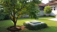 7 Pohon Buah yang Aman Ditanam Dekat Septic Tank, Bisa Jadi Solusi Berkebun di Hunian Sempit