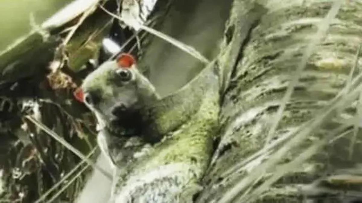 9 Hewan Ini Dipercaya Bisa Terbang di Udara, Ternyata Tak Hanya Burung