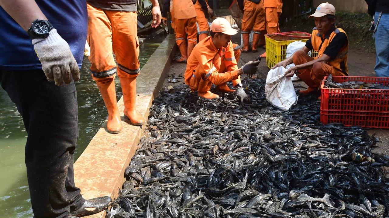 KKP Ungkap Opsi Pemanfaatan Ikan Sapu-Sapu: Bisa Jadi Pupuk hingga Tepung, Tapi Berisiko