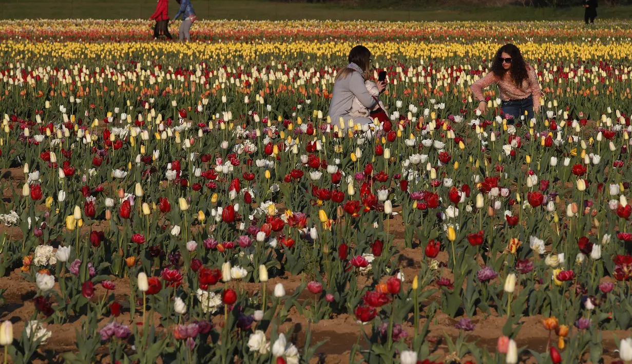 Pengunjung memetik bunga tulip di ladang tulip "Tulipani Italiani", yang ditanam oleh pasangan Belanda di Arese, Milan, Italia (15/4/2021). Lahan berisikan bunga tulip ini merupakan tempat penanaman pertama di Italia. Taman bunga tulip ini dibuka pada tanggal 28 Maret. (AP/Antonio Calanni)