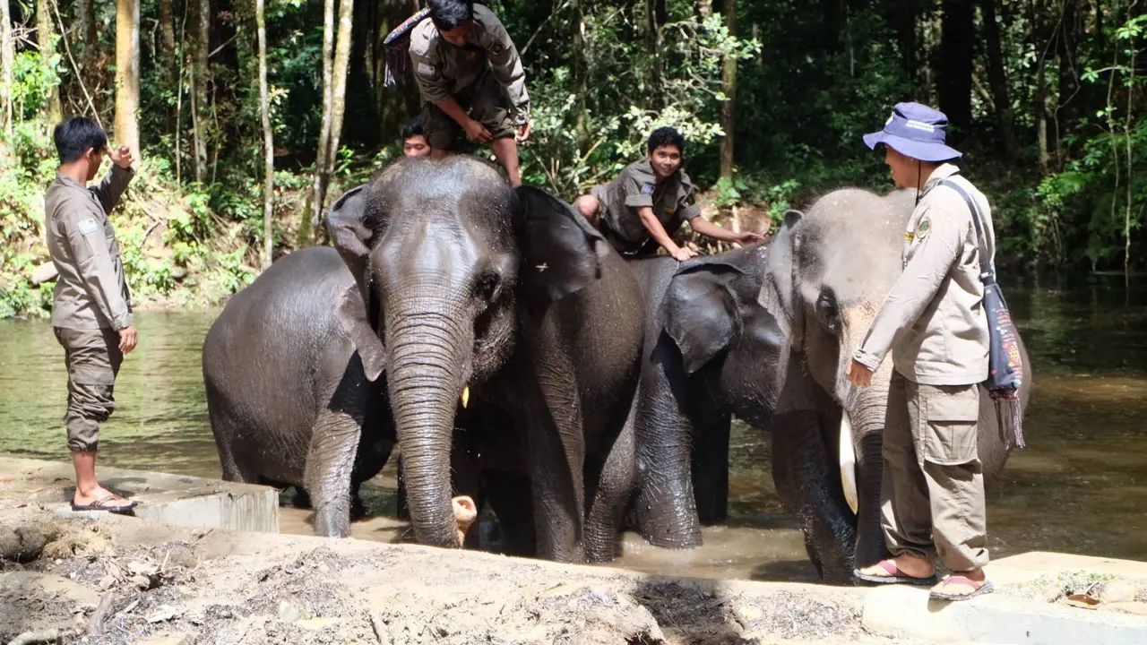 Menyapa Gajah-Gajah Jinak di Danau Toba