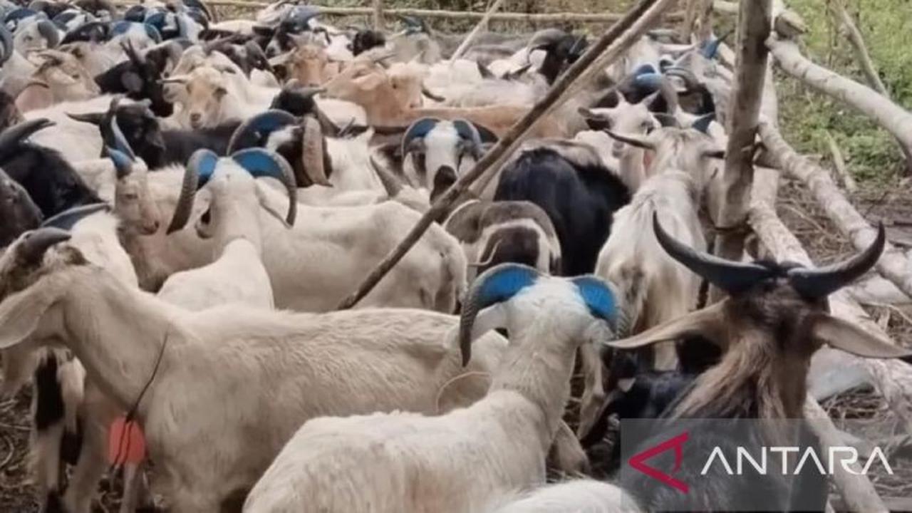 Kesehatan Hewan Kurban Terjamin: BKHIT Maluku Lakukan Pengawasan Intensif
