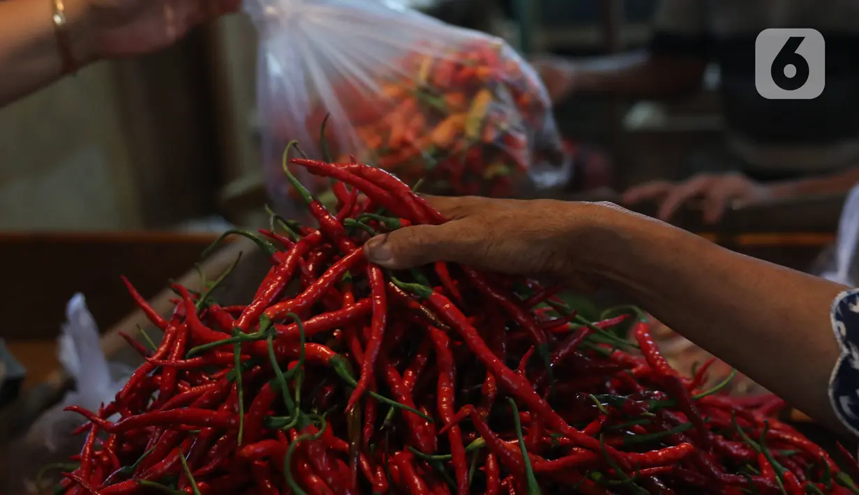 Warga memilah cabai merah yang akan dibelinya di Pasar Senen, Jakarta, Selasa (14/1/2020). Pada musim penghujan tahun ini harga berbagai macam cabai di pasar tersebut  meroket dari hanya Rp20 ribu per kilogram naik hampir mencapai Rp80 ribu. (Liputan6.com/Angga Yuniar)