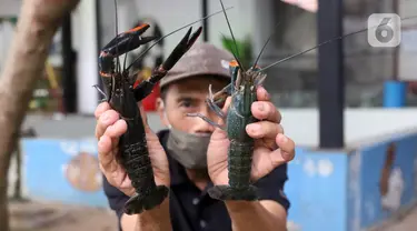 Petani menunjukkan lobster air tawar siap jual di tempat pembudidayaan BFC Mini Farm, Ciputat, Tangerang Selatan, Banten, Kamis (10/12/2020). Lobster air tawar asal Australia tersebut dijual Rp 60 ribu-Rp 500 ribu untuk memenuhi permintaan rumah makan dalam negeri. (Liputan6.com/Angga Yuniar)