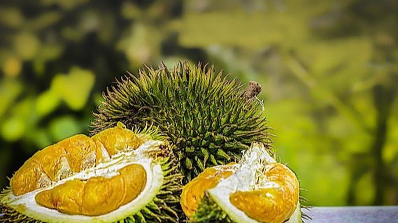 Kandungan Buah Durian