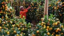 Pekerja tengah merawat jeruk kim kit atau jeruk imlek di Jakarta, Jumat (2/2). Jeruk yang di datangkan langsung dari Taiwan tersebut untuk memenuhi kebutuhan perayaan imlek 2018. (Liputan6.com/Angga Yuniar)