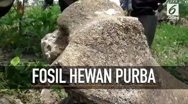 Seorang petani menemukan sejumlah benda yang diduga fosil hewan purba saat bekerja di kebun.