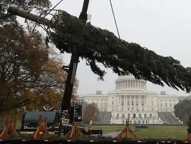 Pekerja menggunakan alat berat untuk menempatkan pohon Natal raksasa di bagian barat Gedung Capitol AS di Washington, Senin (26/11). Pohon Natal setinggi 24 meter itu diambil dari Hutan Nasional Willamette di Oregon. (Mark Wilson/Getty Images/AFP)