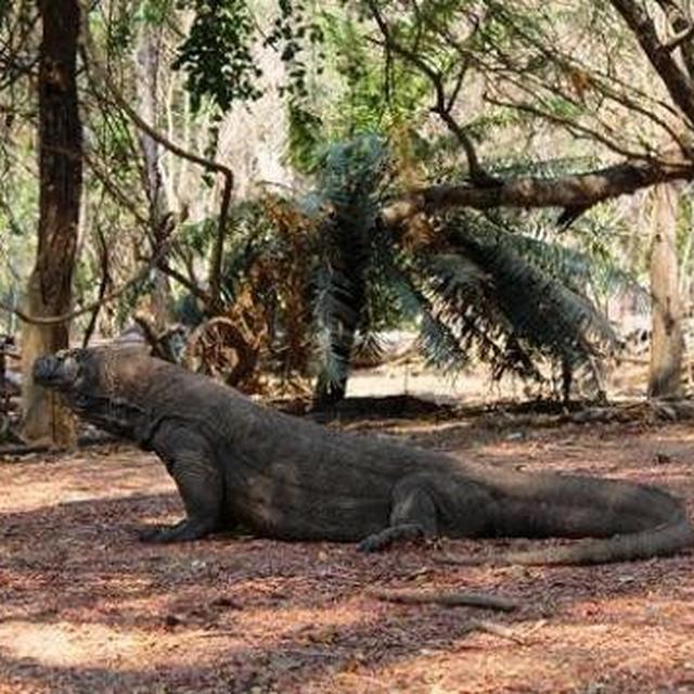 Memotret Terlalu Dekat Turis Singapura Diserang Komodo Global Liputan6 Com