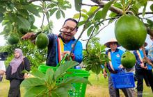 Brudifa Jajaki Kerja Sama Alpukat di Situbondo, Potensi Agribisnis Terbuka Lebar