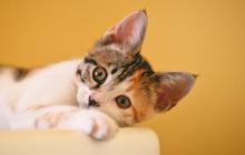 120 Nama Kucing Lucu Terinspirasi dari Bahasa Korea