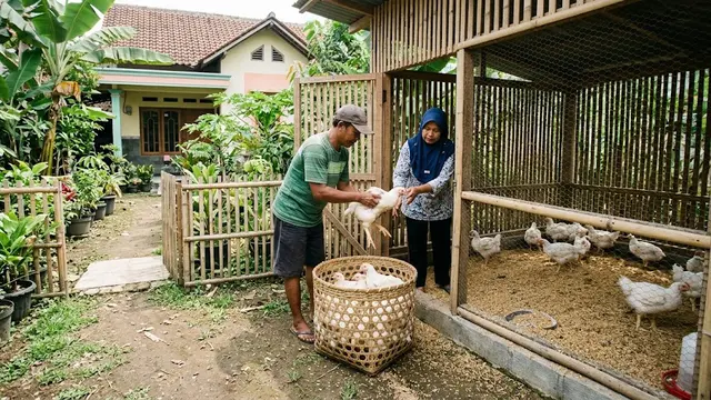 Cara Ternak Ayam Pedaging Panen 30 Hari, Kunci Pertumbuhan Cepat dan Optimal