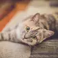 Ilustrasi kucing (iStock)