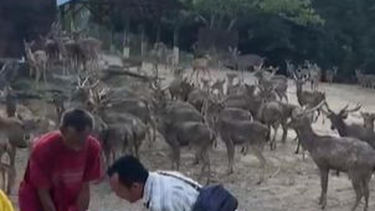 Tonton Rusa Diberi Makan