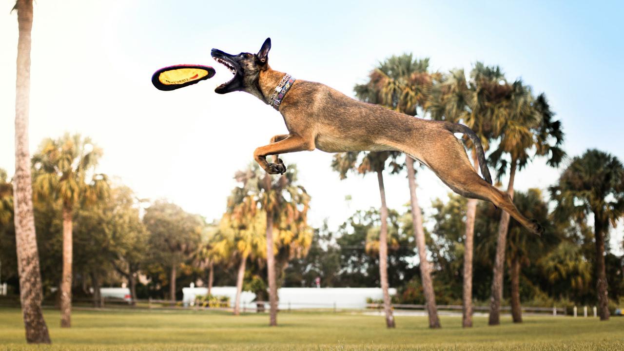 Belgian Malinois