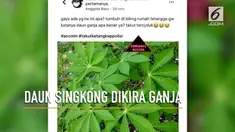 Seorang warganet mengaku takut ditangkap polisi. Ia pun mengunggah foto tanaman yang dicurigainya sebagai daun ganja.