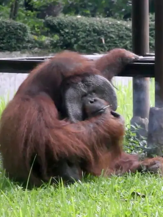 Orangutan bernama Ozon mengisap rokok di dalam kandangnya di Kebun Binatang Bandung, 4 Maret 2018. Sejumlah media internasional menyoroti kondisi bonbin Bandung setelah video aksi orangutan merokok itu viral. (Handout/Indonesia Animal Welfare Society/AFP)