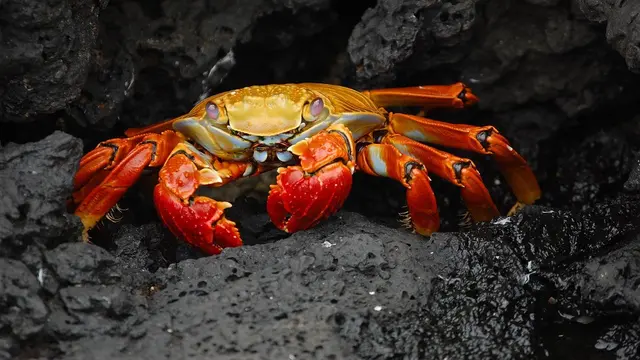 Ilustrasi mimpi, kepiting