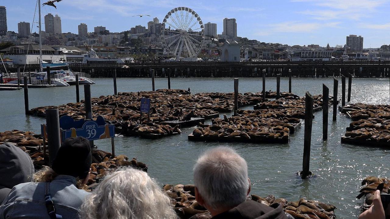 Sejumlah turis menyaksikan ribuan singa laut yang bersantai di Dermaga Pier 39, San Fransisco, California, Amerika Serikat, pada 5 Mei 2024. Dilaporkan, ada lebih dari 1.000 ekor singa laut yang mendatangi dermaga populer bagi wisatawan tersebut. Justin S