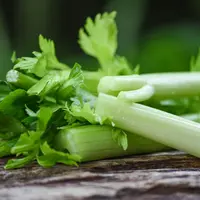 Ilustrasi Daun Seledri Credit: pexels.com/pixabay