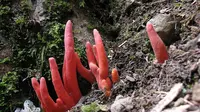 Poison Fire Coral atau bernama ilmiah Podostroma cornu-damae di Ashiu Kyoto, Jepang. (Creative Commons)