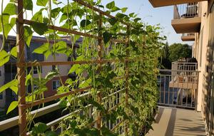 Kebun Kacang Panjang di Balkon Lantai 2. (Foto: AI)