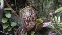 Ancaman Senyap Kepunahan Tumbuhan Karnivora