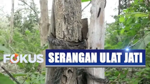 Serangan Ulat Jati Membuat Warga di Semarang Terganggu