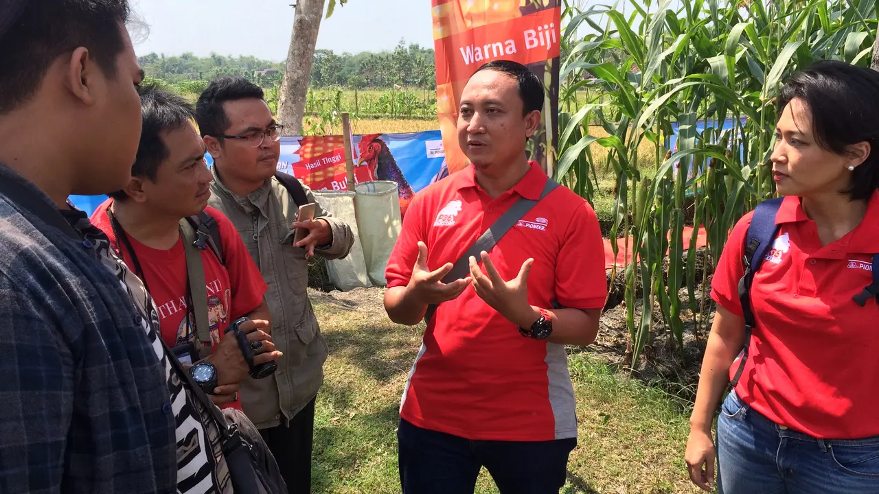 Benih Jagung