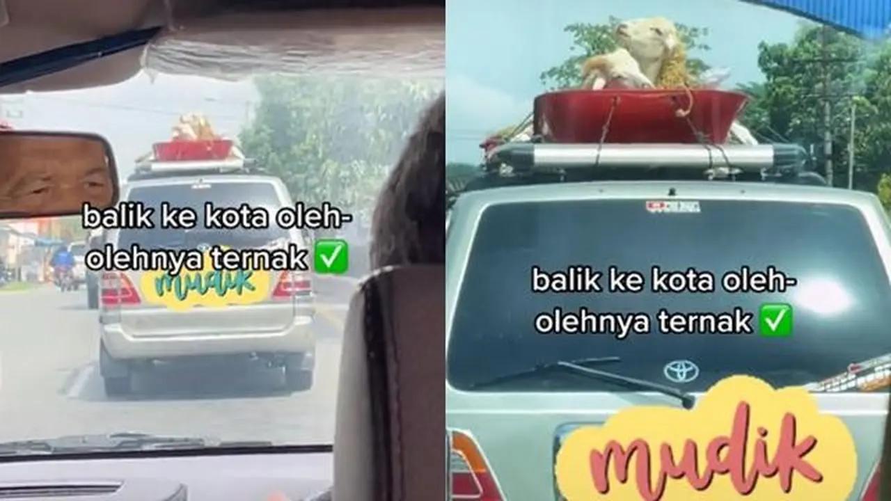 Bukan Sate atau Gulai, Pemudik Ini Bawa Dua Ekor Kambing Hidup di Atap Mobil