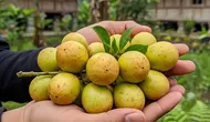 Pohon Menteng yang Mulai Dilirik Pecinta Tanaman Buah, Kenali Karakteristik dan Tips Merawatnya